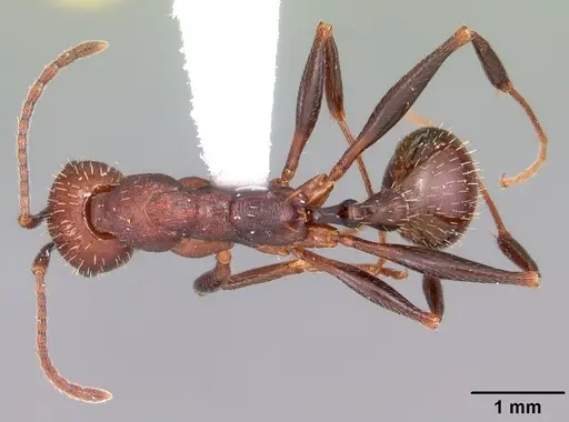 Aphaenogaster lamellidens specimen CASENT0103589 image casent0103589_1