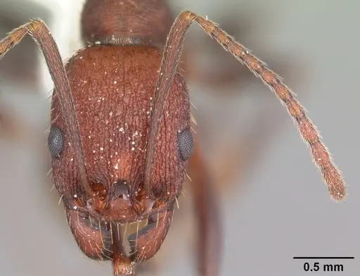 Aphaenogaster lamellidens specimen CASENT0103589 image casent0103589_2
