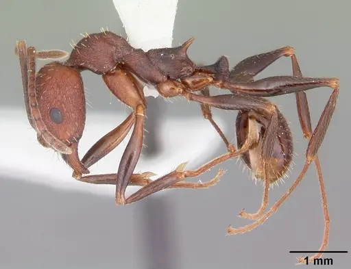 Aphaenogaster lamellidens specimen CASENT0103589 image casent0103589_3