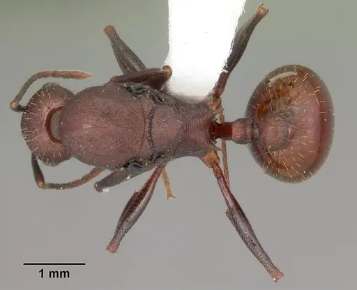 Aphaenogaster lamellidens specimen CASENT0103592 image casent0103592_1