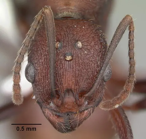 Aphaenogaster lamellidens specimen CASENT0103592 image casent0103592_2