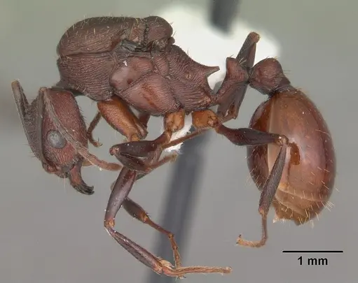 Aphaenogaster lamellidens specimen CASENT0103592 image casent0103592_3