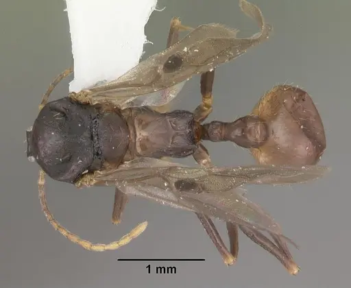 Aphaenogaster lamellidens specimen CASENT0103593 image casent0103593_1
