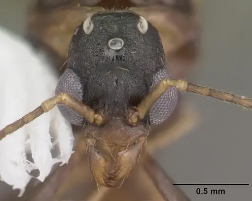 Aphaenogaster lamellidens specimen CASENT0103593 image casent0103593_2