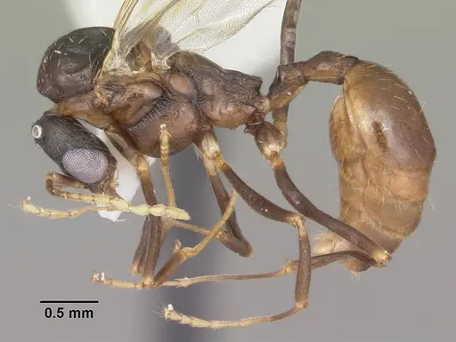 Aphaenogaster lamellidens specimen CASENT0103593 image casent0103593_3