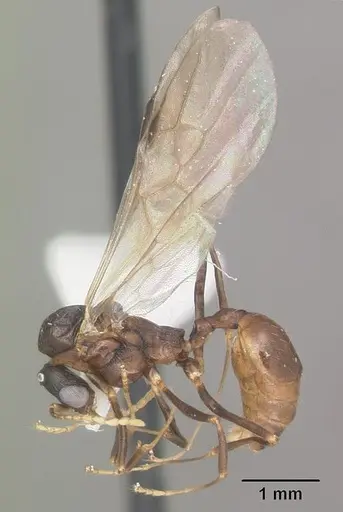 Aphaenogaster lamellidens specimen CASENT0103593 image casent0103593_4