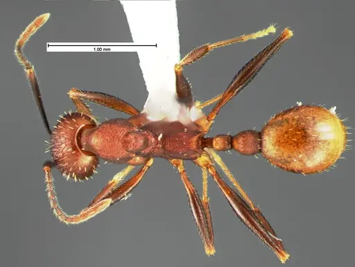 Aphaenogaster lamellidens specimen CASENT0105570 image casent0105570_1