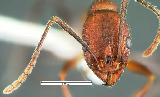 Aphaenogaster lamellidens specimen CASENT0105570 image casent0105570_2