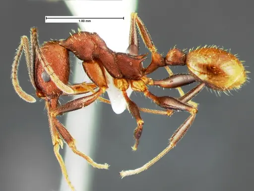 Aphaenogaster lamellidens specimen CASENT0105570 image casent0105570_3
