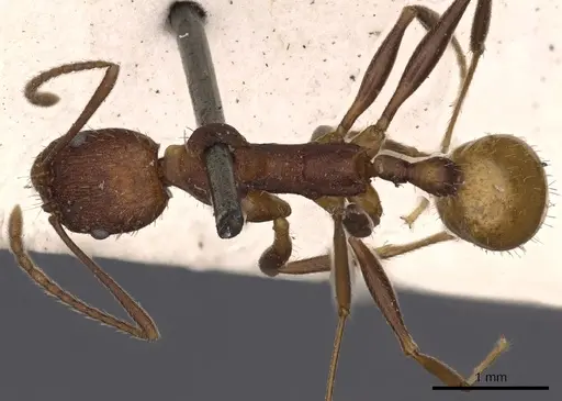Aphaenogaster lamellidens specimen CASENT0900413 image casent0900413_1