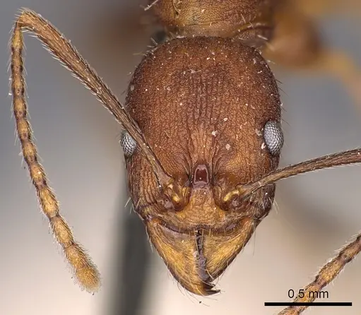 Aphaenogaster lamellidens specimen CASENT0900413 image casent0900413_2