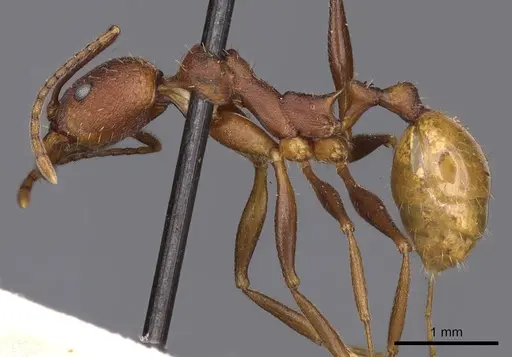 Aphaenogaster lamellidens specimen CASENT0900413 image casent0900413_3