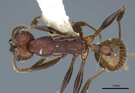 Aphaenogaster lamellidens specimen CASENT0914470 image casent0914470_1