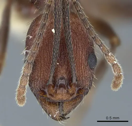 Aphaenogaster lamellidens specimen CASENT0914470 image casent0914470_2
