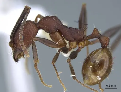 Aphaenogaster lamellidens specimen CASENT0914470 image casent0914470_3