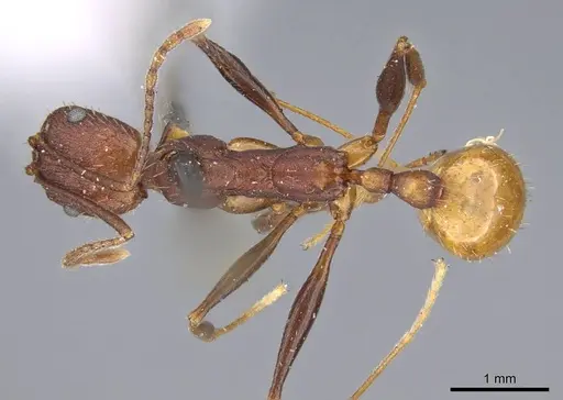 Aphaenogaster lamellidens specimen CASENT0919793 image casent0919793_1