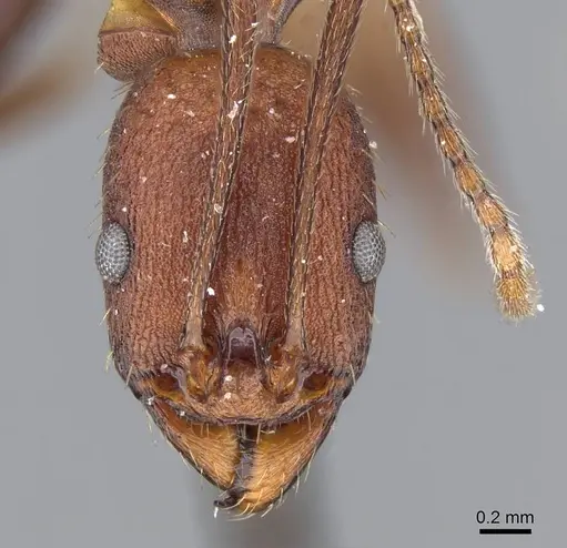Aphaenogaster lamellidens specimen CASENT0919793 image casent0919793_2