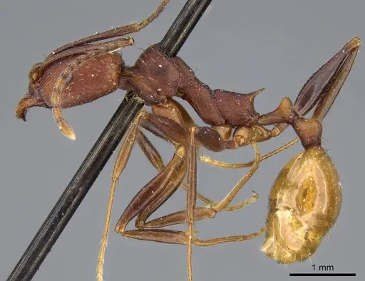 Aphaenogaster lamellidens specimen CASENT0919793 image casent0919793_3