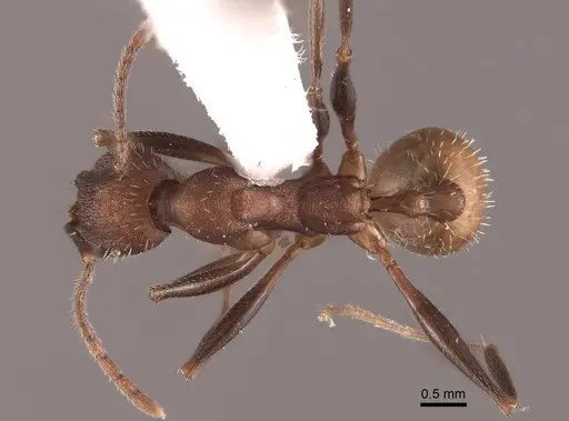 Aphaenogaster lamellidens specimen FMNHINS0000062928 image fmnhins0000062928_1