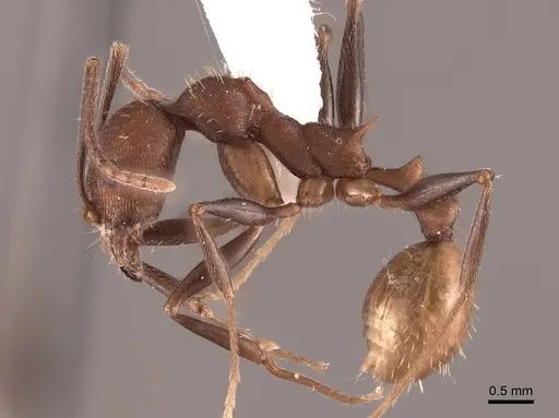 Aphaenogaster lamellidens specimen FMNHINS0000062928 image fmnhins0000062928_3