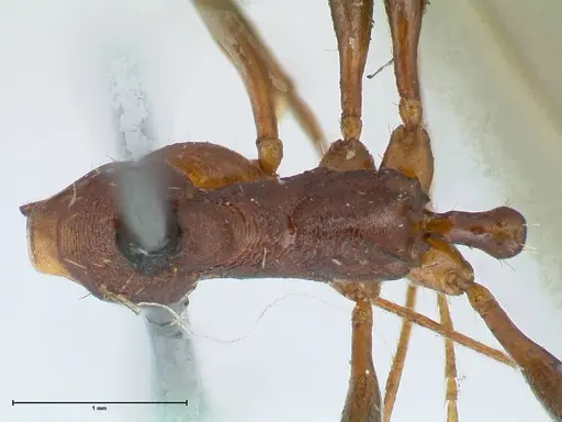Aphaenogaster lamellidens specimen FOCOL1229 image focol1229_1