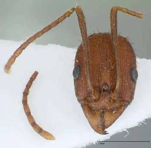 Aphaenogaster lamellidens specimen FOCOL1229 image focol1229_2