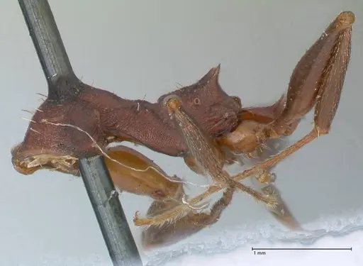 Aphaenogaster lamellidens specimen FOCOL1229 image focol1229_3