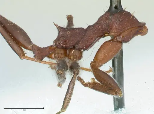 Aphaenogaster lamellidens specimen FOCOL1229 image focol1229_4