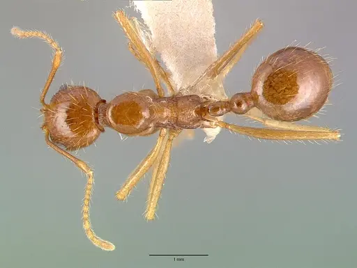Aphaenogaster longiceps specimen CASENT0010663 image casent0010663_1