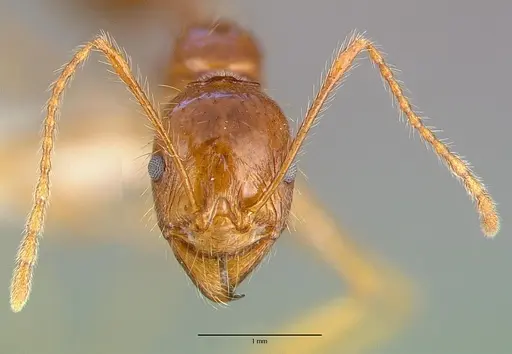 Aphaenogaster longiceps specimen CASENT0010663 image casent0010663_2
