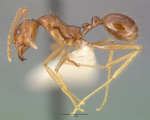 Aphaenogaster longiceps specimen CASENT0010663 image casent0010663_3