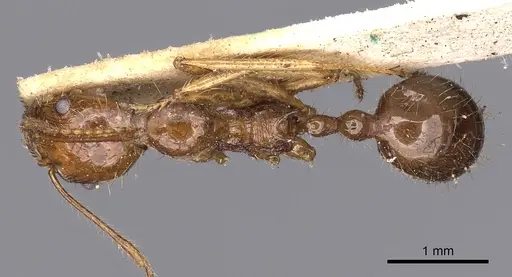 Aphaenogaster longiceps specimen CASENT0900420 image casent0900420_1