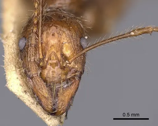 Aphaenogaster longiceps specimen CASENT0900420 image casent0900420_2