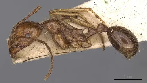 Aphaenogaster longiceps specimen CASENT0900420 image casent0900420_3