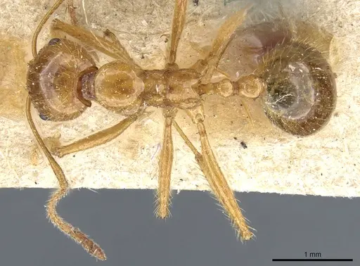 Aphaenogaster longiceps specimen CASENT0904157 image casent0904157_1