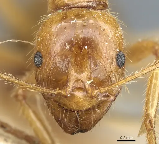 Aphaenogaster longiceps specimen CASENT0904157 image casent0904157_2