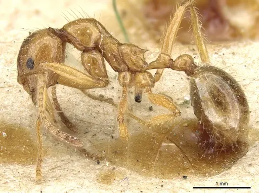 Aphaenogaster longiceps specimen CASENT0904157 image casent0904157_3