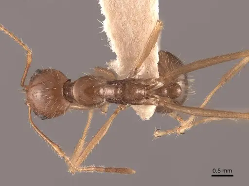 Aphaenogaster longiceps specimen FMNHINS0000049632 image fmnhins0000049632_1