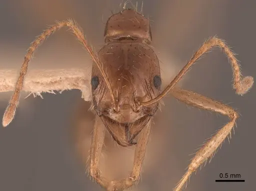 Aphaenogaster longiceps specimen FMNHINS0000049632 image fmnhins0000049632_2
