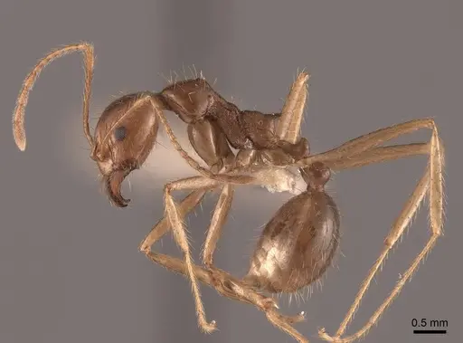 Aphaenogaster longiceps specimen FMNHINS0000049632 image fmnhins0000049632_3