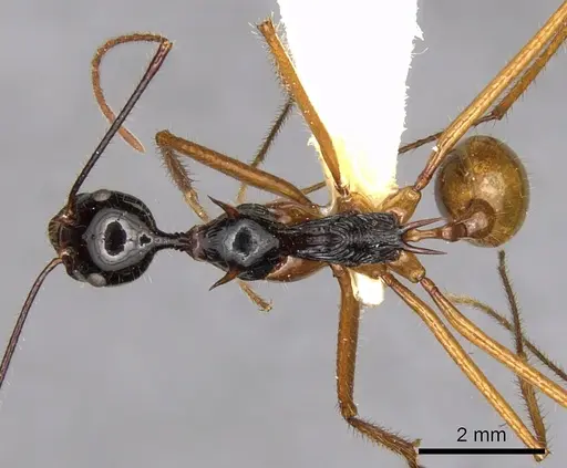 Aphaenogaster loriai specimen CASENT0900358 image casent0900358_1