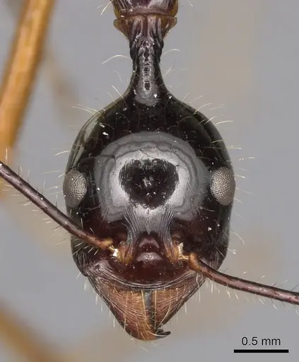 Aphaenogaster loriai specimen CASENT0900358 image casent0900358_2