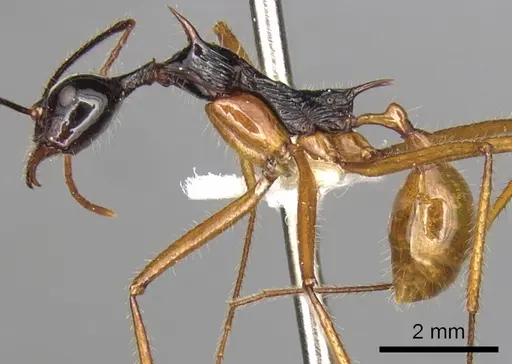 Aphaenogaster loriai specimen CASENT0900358 image casent0900358_3