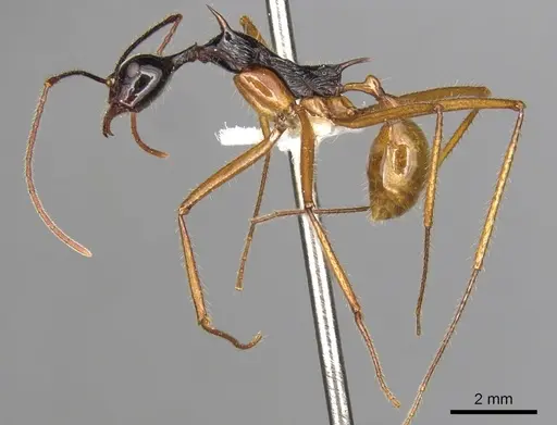 Aphaenogaster loriai specimen CASENT0900358 image casent0900358_4