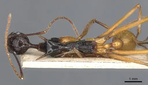 Aphaenogaster loriai specimen CASENT0904189 image casent0904189_1