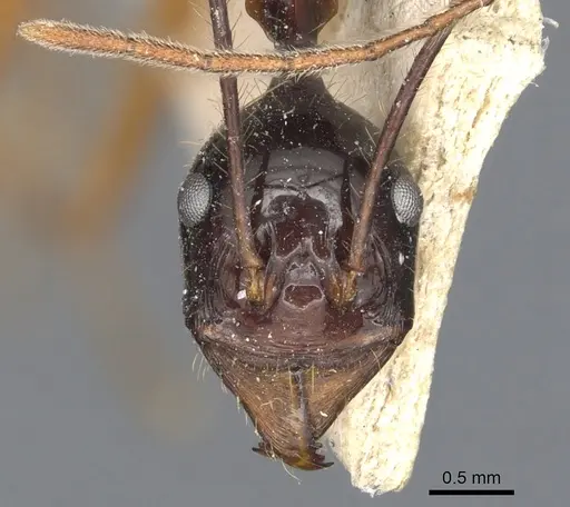 Aphaenogaster loriai specimen CASENT0904189 image casent0904189_2