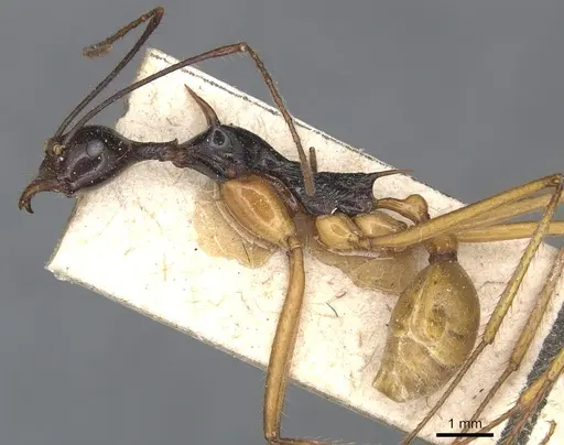Aphaenogaster loriai specimen CASENT0904189 image casent0904189_3
