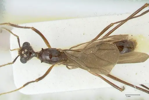 Aphaenogaster loriai specimen FOCOL1217 image focol1217_1