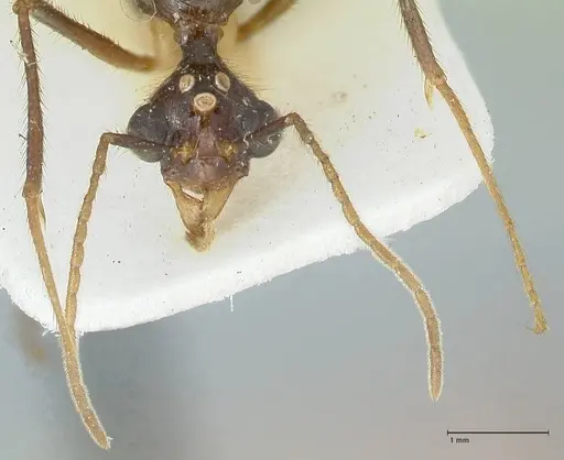 Aphaenogaster loriai specimen FOCOL1217 image focol1217_2