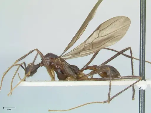 Aphaenogaster loriai specimen FOCOL1217 image focol1217_3